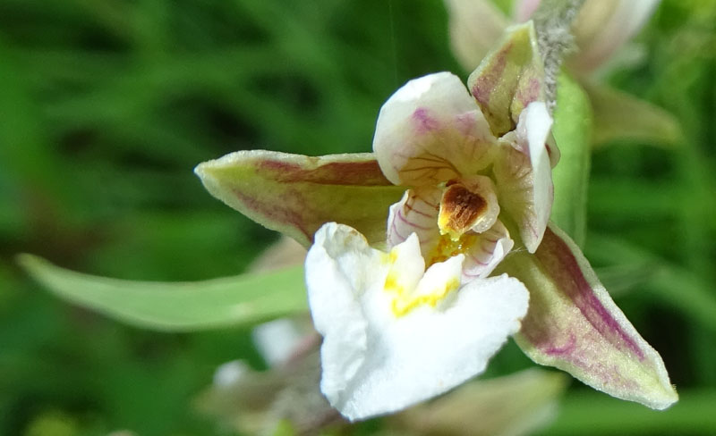 Epipactis palustris